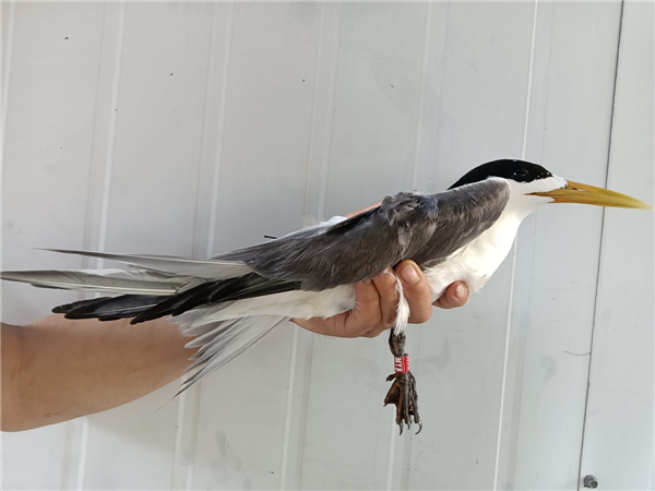 乐橙国际,湖南野生动物追踪,湖南卫星追踪器,湖南追踪器