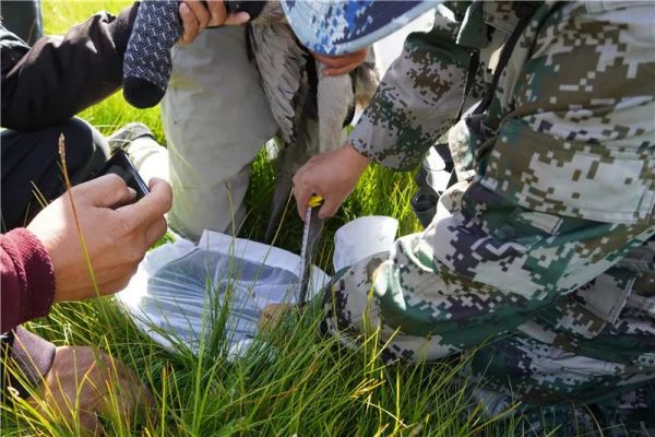 乐橙国际,湖南野生动物追踪,湖南卫星追踪器,湖南追踪器