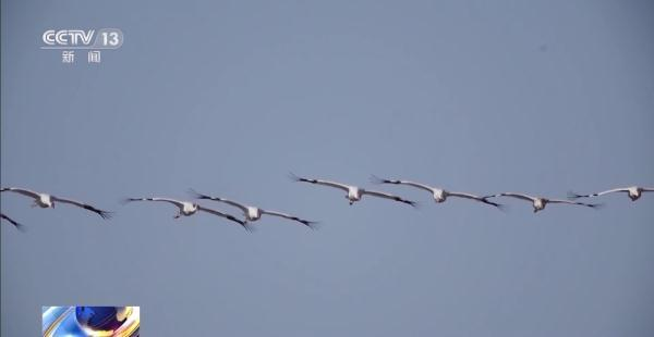 乐橙国际,湖南野生动物追踪,湖南卫星追踪器,湖南追踪器
