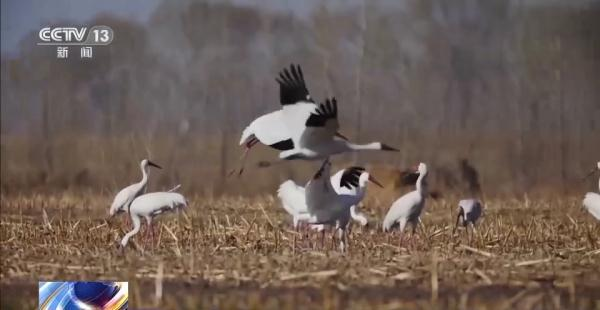 乐橙国际,湖南野生动物追踪,湖南卫星追踪器,湖南追踪器