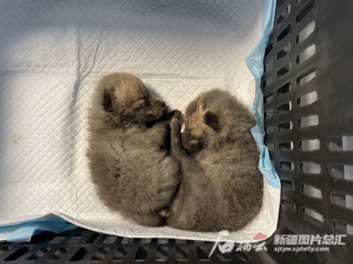 乐橙国际,湖南野生动物追踪,湖南卫星追踪器,湖南追踪器