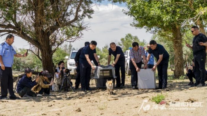乐橙国际,湖南野生动物追踪,湖南卫星追踪器,湖南追踪器
