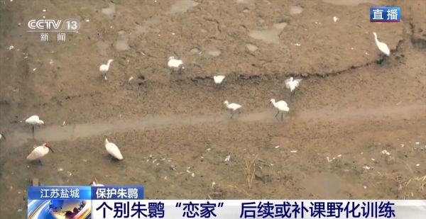 乐橙国际,湖南野生动物追踪,湖南卫星追踪器,湖南追踪器