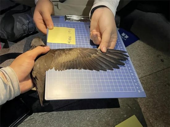 乐橙国际,湖南野生动物追踪,湖南卫星追踪器,湖南追踪器