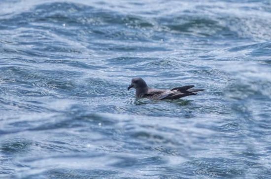 乐橙国际,湖南野生动物追踪,湖南卫星追踪器,湖南追踪器