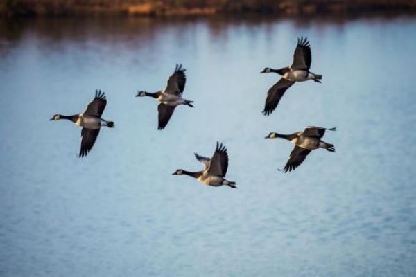 乐橙国际,湖南野生动物追踪,湖南卫星追踪器,湖南追踪器
