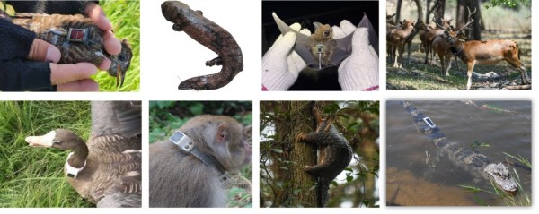 乐橙国际,湖南野生动物追踪,湖南卫星追踪器,湖南追踪器