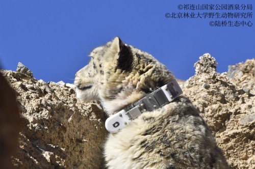 乐橙国际,湖南野生动物追踪,湖南卫星追踪器,湖南追踪器