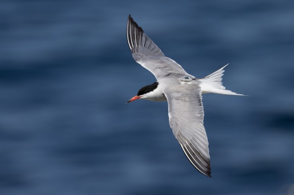 乐橙国际,湖南野生动物追踪,湖南卫星追踪器,湖南追踪器